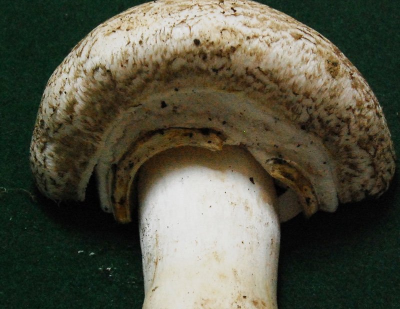 Agaricus